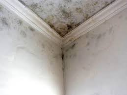 Mold Documentation for Insurance Claims in Interlachen, FL